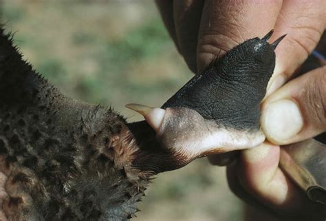 platypus barbs.